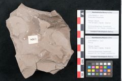 Foto (Objekt + Etikett) von Persea heerii Ettingshausen (NHMW-GEO-2024-0188-8061a)